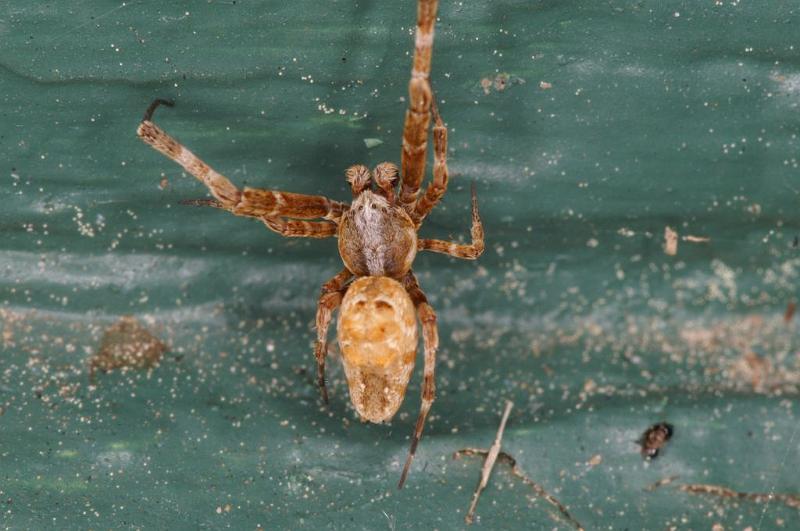 Uloborus_congregabilis_D7105_Z_90_Camping near sewage_Australie.jpg